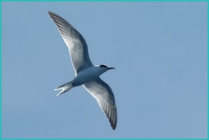 Birds of Madeira: Common Tern