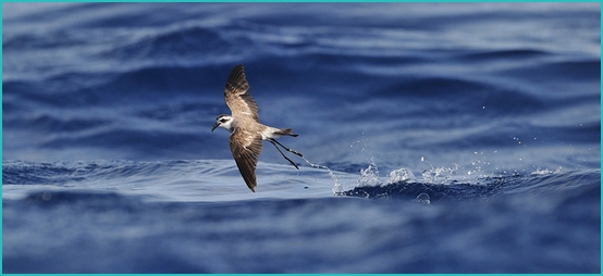 Birds of Madeira: Storm Petrel