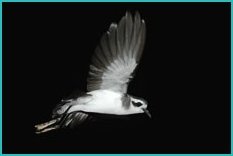 Birds of Madeira: Storm Petrel
