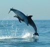 Cascais dolphin watching tour