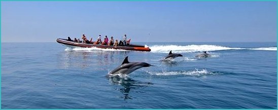 dolphin watching in the Algarve