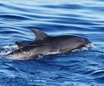 Madeira dolphins