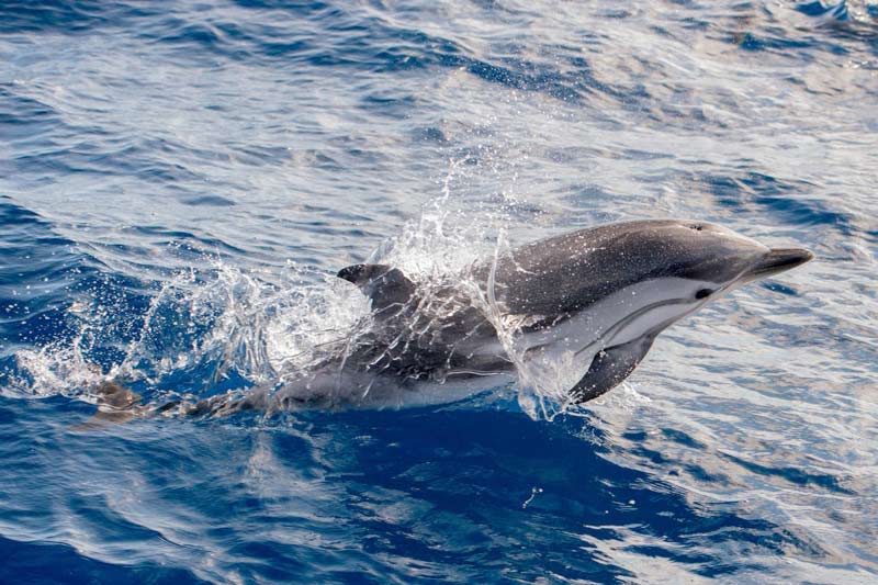 madeira dolphin and whale watching