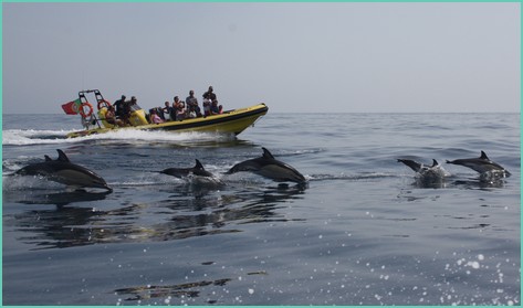 dolphin watching boat trip