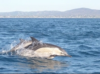 dolphin watching trips