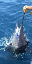 Marlin caught off Vilamoura